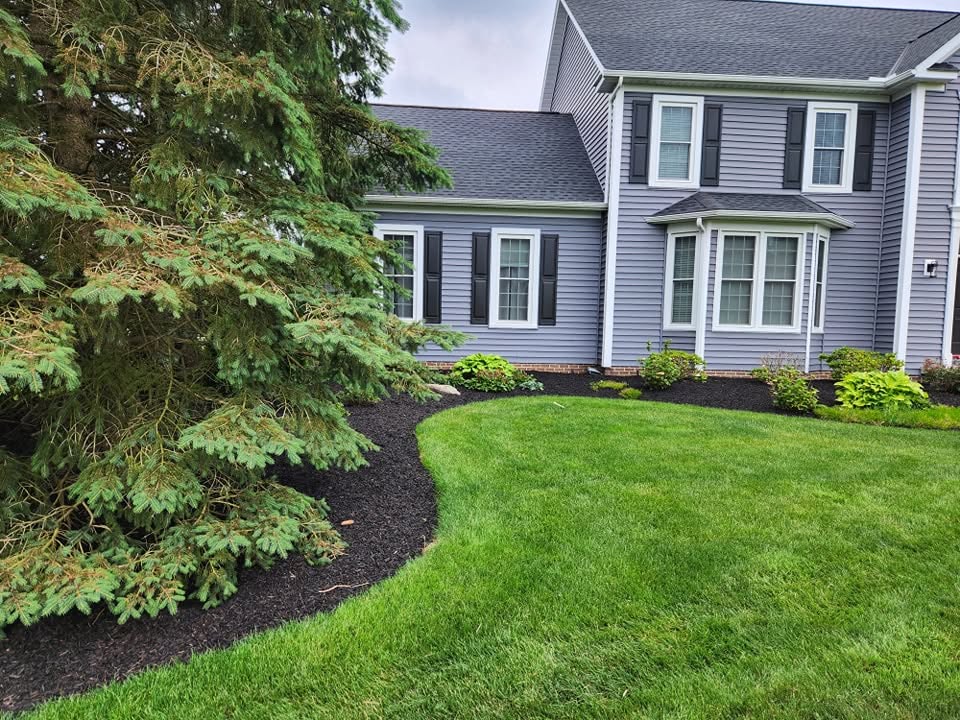 Black Mulch Beds & Healthy Lawn