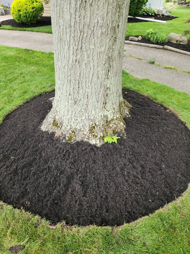 Black Mulch Tree Ring